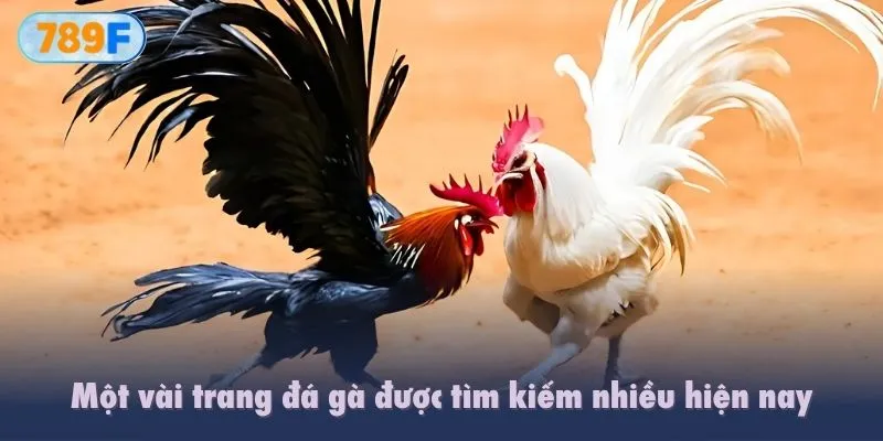 Một vài trang đá gà được tìm kiếm nhiều hiện nay